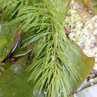Ceratophyllum demersum