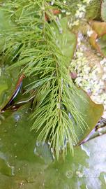 Ceratophyllum demersum