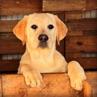 Labrador cuccioli