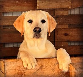 Labrador cuccioli