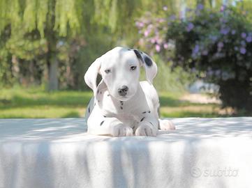 Cucciolo maschio di Dalmata