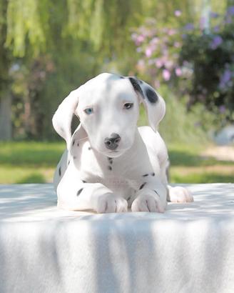 Cucciolo maschio di Dalmata