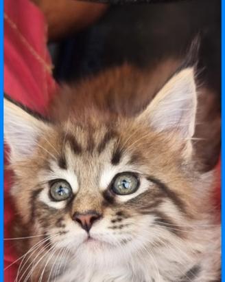 Maine coon cuccioli