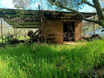 Blera (Viterbo) Uliveto + Casale+ terreno