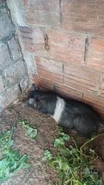 Maiale nero