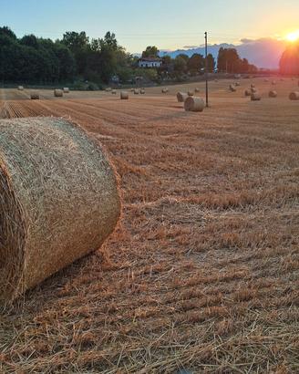 Paglia di grano 