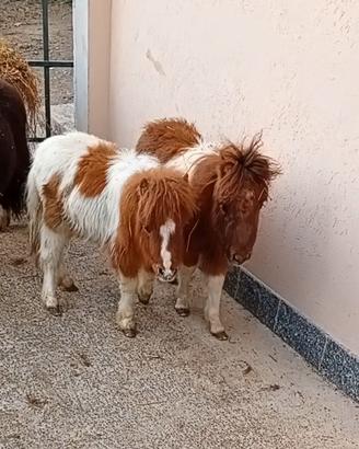 Pony schetland