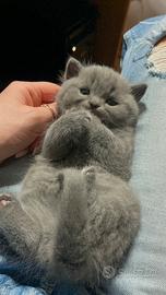 Scottish straight blue