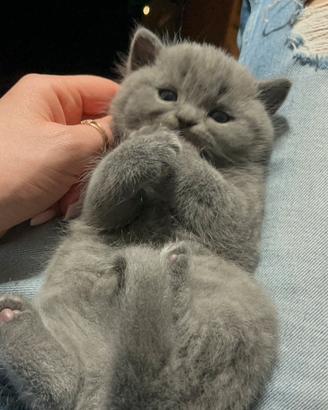 Scottish straight blue