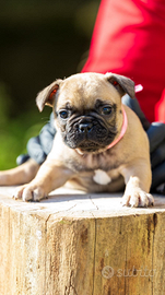 Bulldog francese