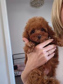 Barboncino toy fulvo