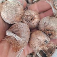 Bulbi di zafferano 