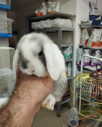 Coniglietti ariete minilop