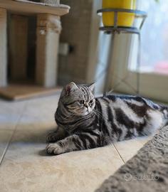 British Shorthair con pedigree