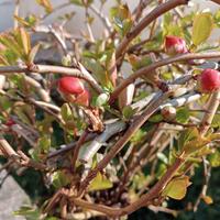 Bonsai pianta Prunus Susino