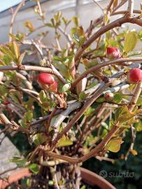 Bonsai pianta Prunus Susino