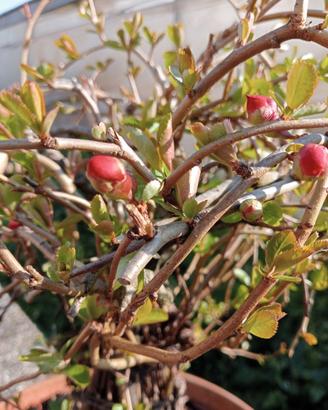 Bonsai pianta Prunus Susino