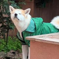 Akita inu maschio con pedigree per monta