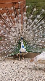 Pavoni silver e silver nigripennis