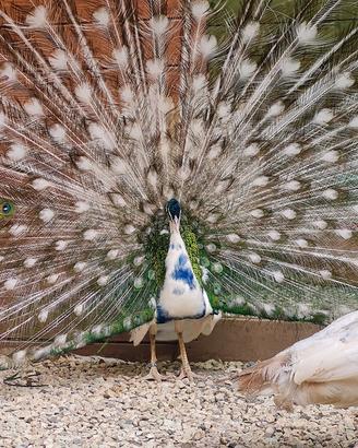 Pavoni silver e silver nigripennis