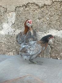 Galline