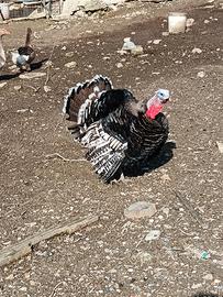 Tacchino maschio bronzato