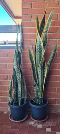 coppia di sansevieria 