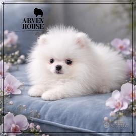 Spitz nano tedesco Pomerania - allevamento profess