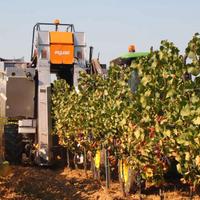 vendemmia 