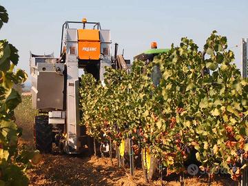 vendemmia 