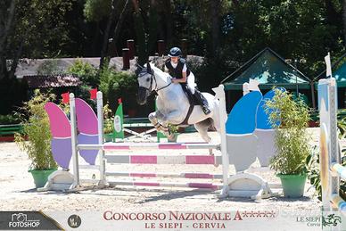 Cavalla per salto ostacoli