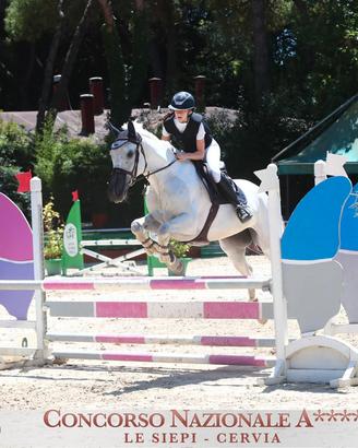 Cavalla per salto ostacoli