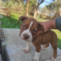 Cuccioli di Pitbull Red nose