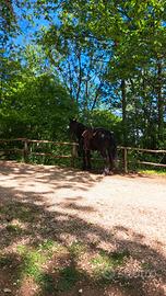 Cavallo