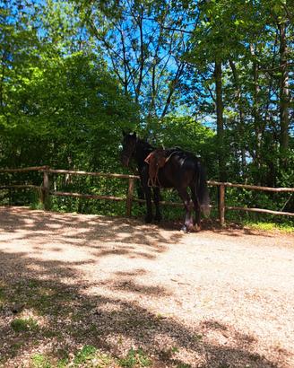 Cavallo