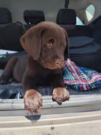 Labrador
