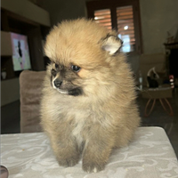 Spitz Tedesco(Volpino di Pomerania)