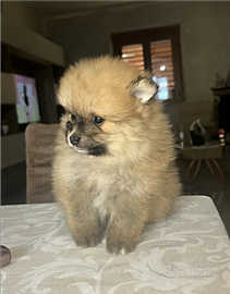 Spitz Tedesco(Volpino di Pomerania)