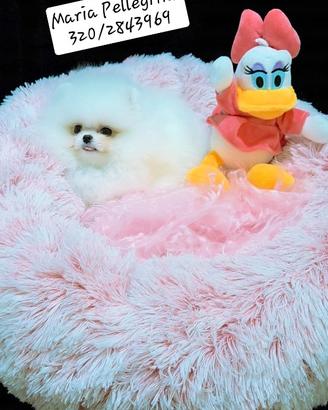 Spitz Pomerania bianchi/ Pedigree Enci