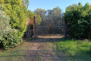 Terreno agricolo piantumato