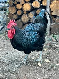 Gallo Australorp
