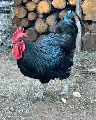 Gallo Australorp