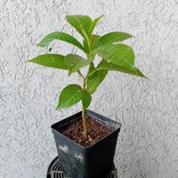 Baobab