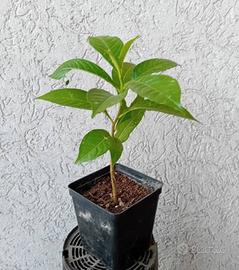 Baobab
