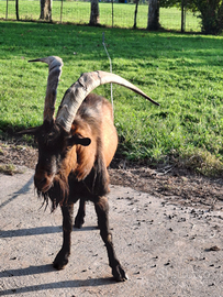 Becco Camosciata delle Alpi