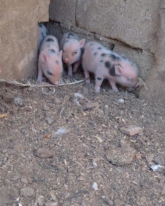 Maialini minipig juliana