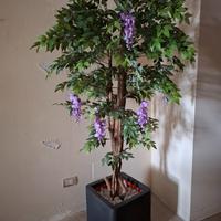 alberi da interno con vaso e sassi 