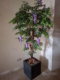 alberi da interno con vaso e sassi 