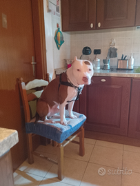 Pitbull maschio