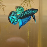 Betta mahachaiensis - località Samut Sakhon (F1) -